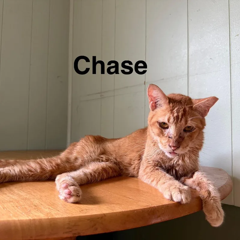 A senior small-sized male Orange / Red Domestic Short Hair cat named Chase for adoption in Roanoke, VA