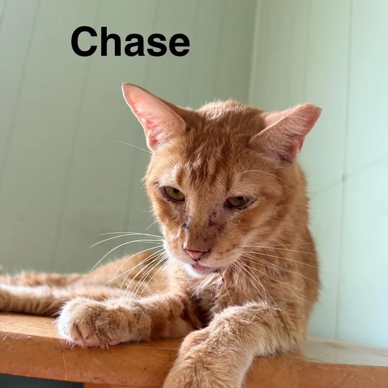 Chase thumbnail 2