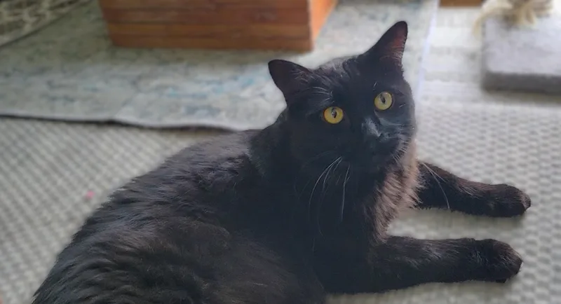 A young medium-sized male Black Domestic Long Hair cat named Gypsy Bear for adoption in OVERLAND PARK, KS
