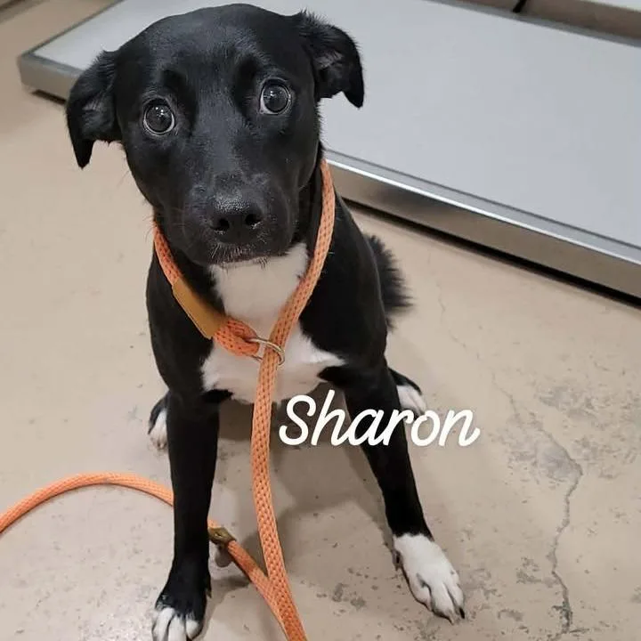 Sharon