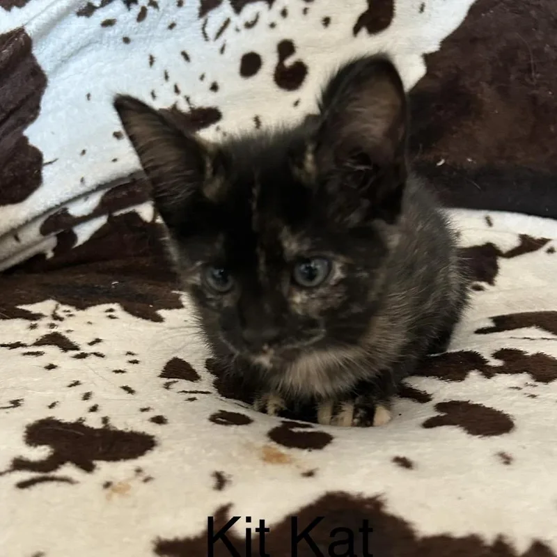 A baby small-sized female Black Domestic Short Hair cat named Kit Kat for adoption in Buffalo, MN