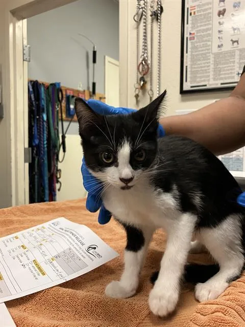 A baby small-sized female Domestic Short Hair cat named Molly for adoption in Long Beach, CA