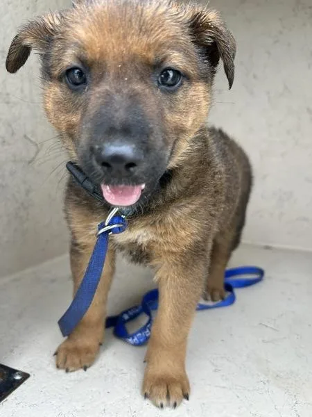 A baby large-sized male German Shepherd Dog dog named Crouton for adoption in Victorville, CA