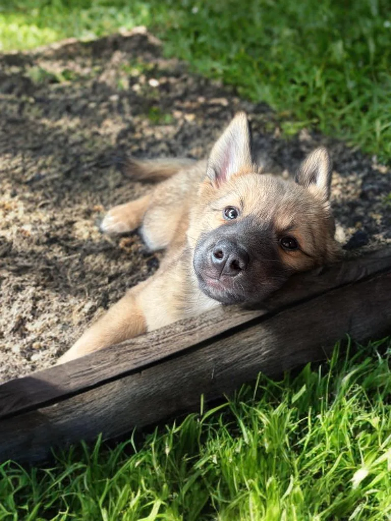 A baby medium-sized female German Shepherd Dog dog named Shirley for adoption in Sumter, SC