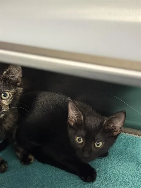 A baby small-sized female Domestic Short Hair cat named Pepper for adoption in Naples, FL