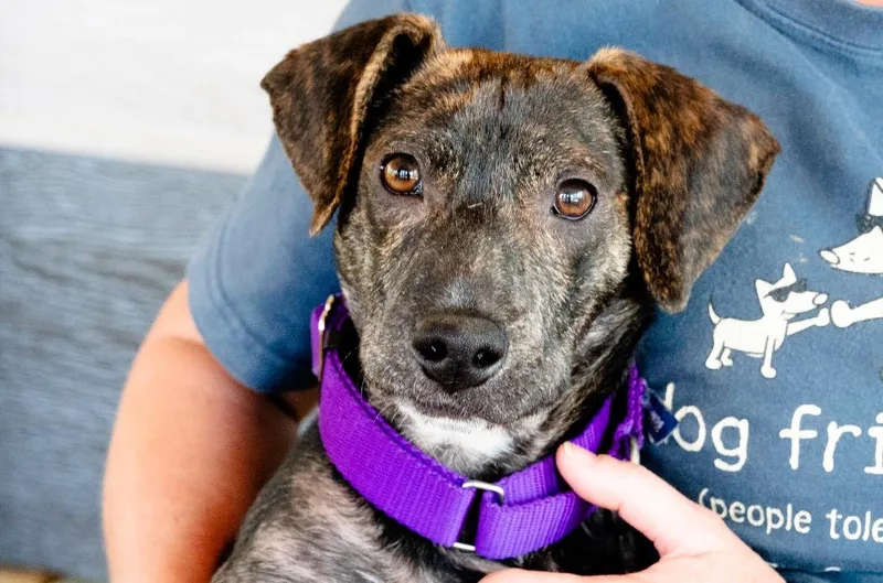 A baby small-sized male Mixed Breed dog named Victor for adoption in Ellijay, GA