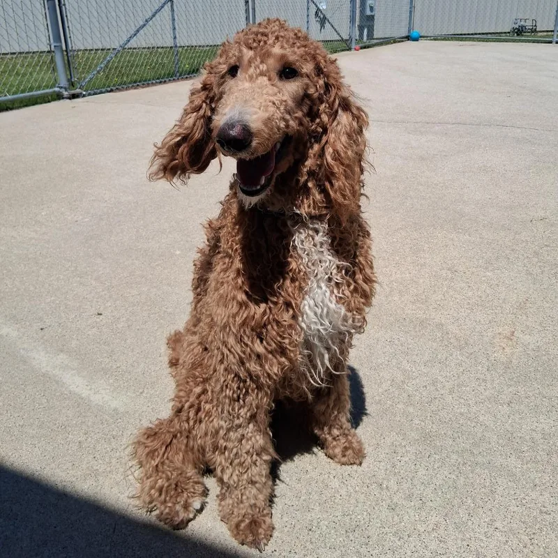 A young large-sized female Yellow / Tan / Blond / Fawn Golden Retriever dog named Mazzie for adoption in Dixon, IL