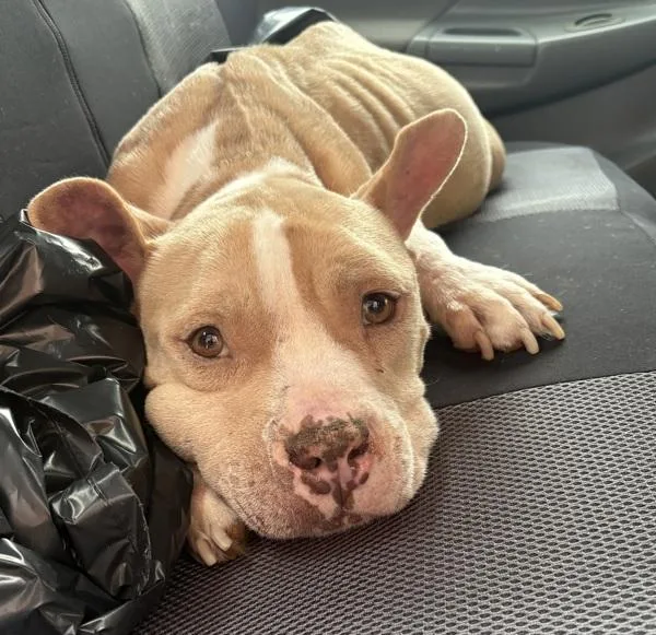 An adult large-sized female Pit Bull Terrier dog named Vc Magenta for adoption in Lawrenceville, GA