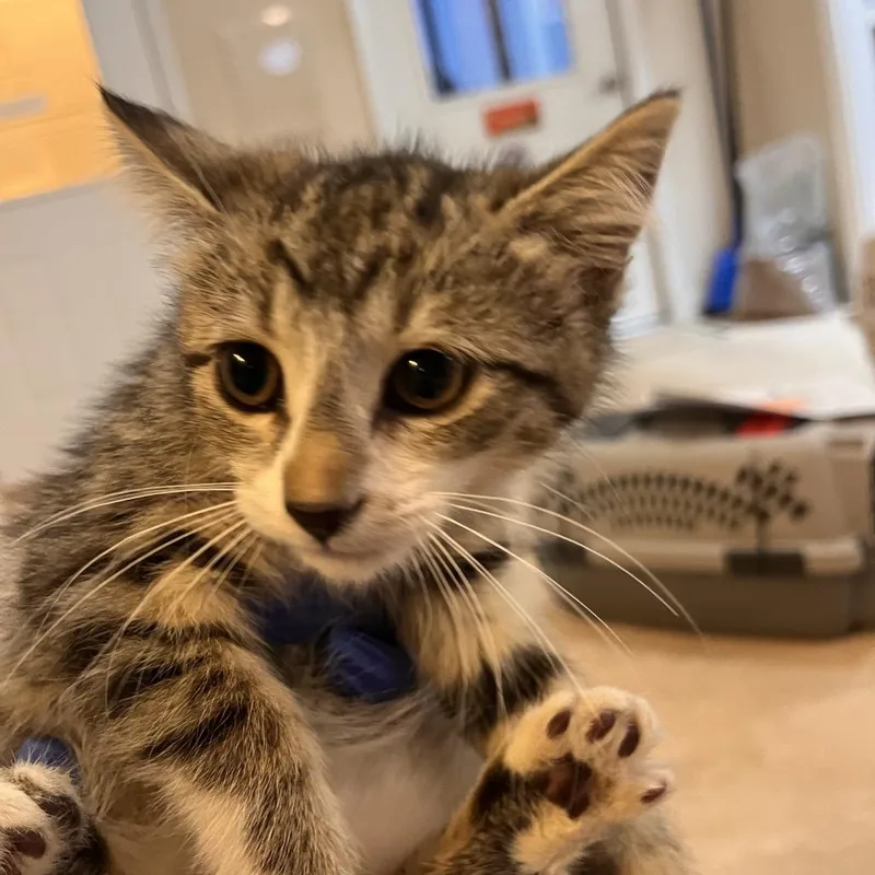 A baby small-sized female Brown / Chocolate Domestic Short Hair cat named Solace for adoption in Las Vegas, NV