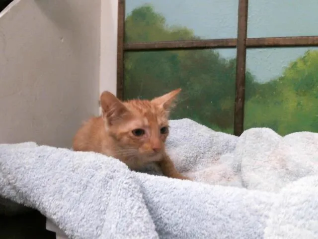 A baby small-sized male Domestic Short Hair cat named Trex for adoption in Houston, TX