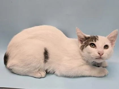 A baby small-sized male Domestic Short Hair cat named Yoyo for adoption in Coon Rapids, MN