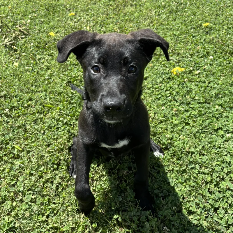 A baby medium-sized female Black Labrador Retriever dog named Pancake for adoption in Lowell, AR
