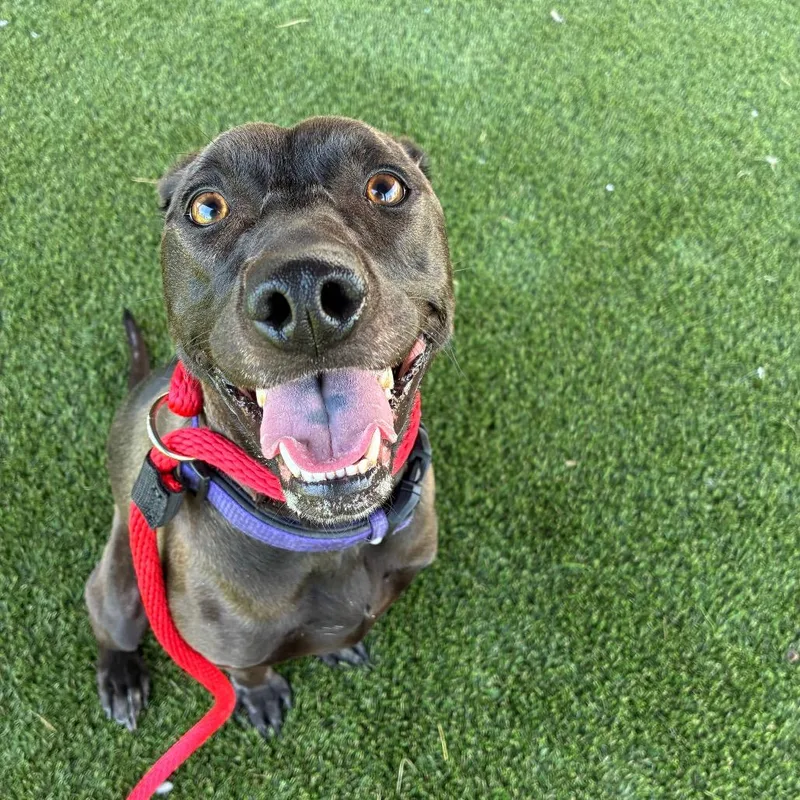 Honey Lovekins thumbnail 2