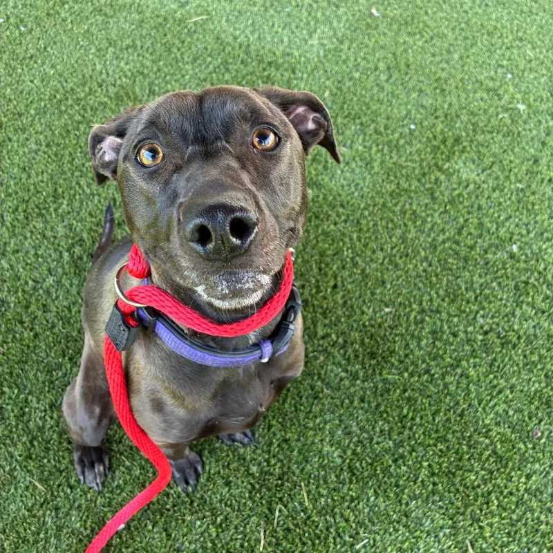 Honey Lovekins thumbnail 3