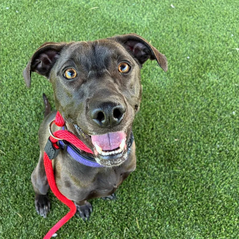 Honey Lovekins thumbnail 4