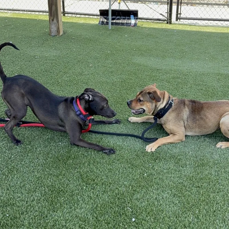 Honey Lovekins thumbnail 5