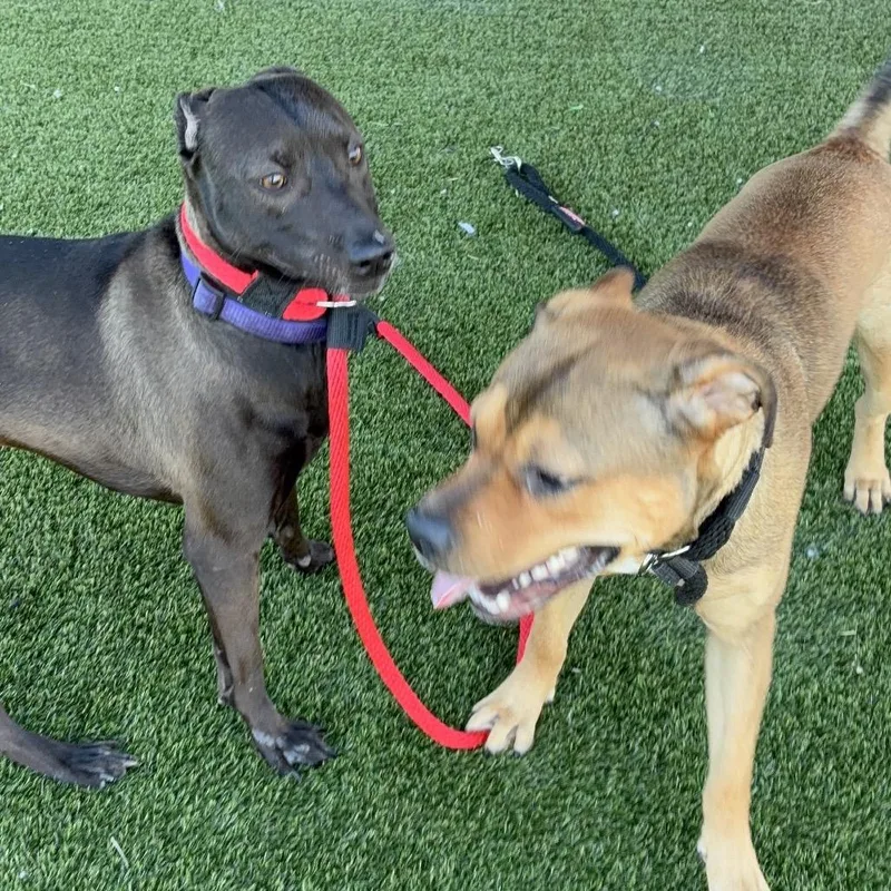 Honey Lovekins thumbnail 6