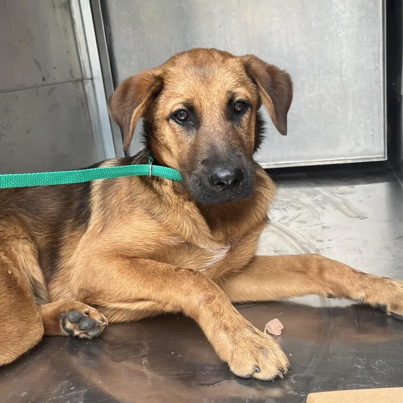 A young medium-sized female Brown / Chocolate Shepherd dog named Papaya for adoption in Edinburg, TX