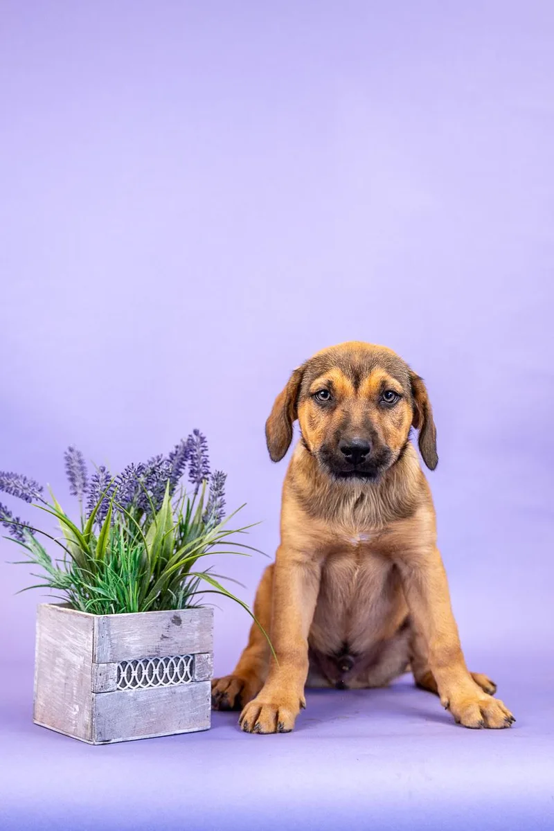 A baby medium-sized male Shepherd dog named 401-26 for adoption in Brighton, CO