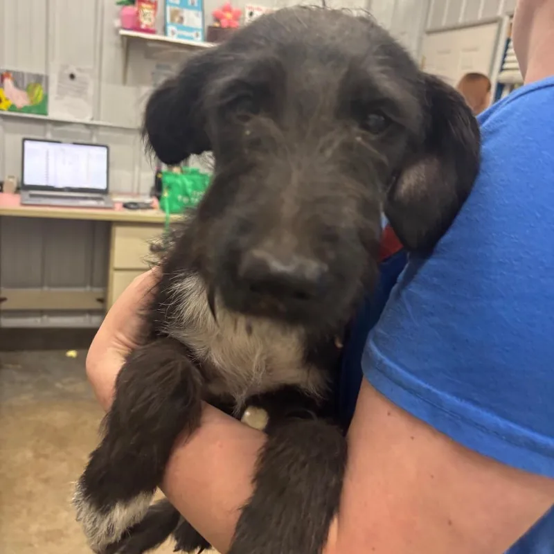A baby medium-sized female Mixed Breed dog named Maggie moo for adoption in Corbin, KY