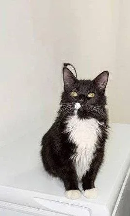 Wednesday Bonded With Coraline