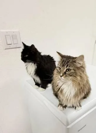 Wednesday Bonded With Coraline thumbnail 2