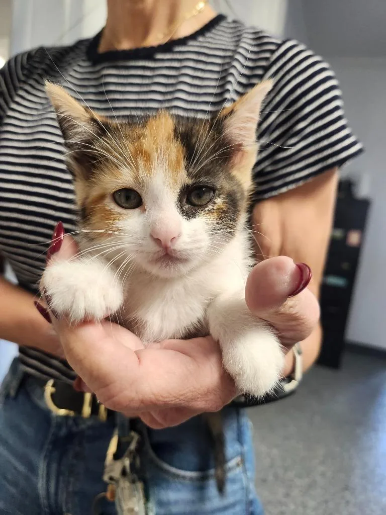A baby medium-sized female Domestic Short Hair cat named Bogo for adoption in Athens, AL