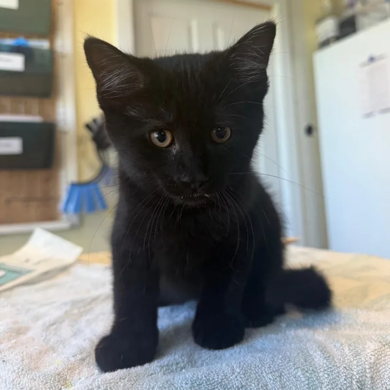 A baby small-sized male Black Domestic Short Hair cat named Carl Winslow for adoption in East Smithfield , PA