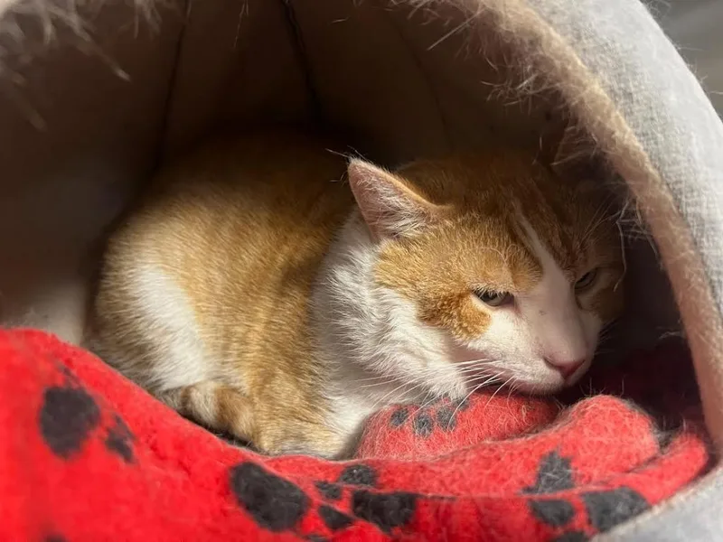 Jumbo Gumbo thumbnail 2