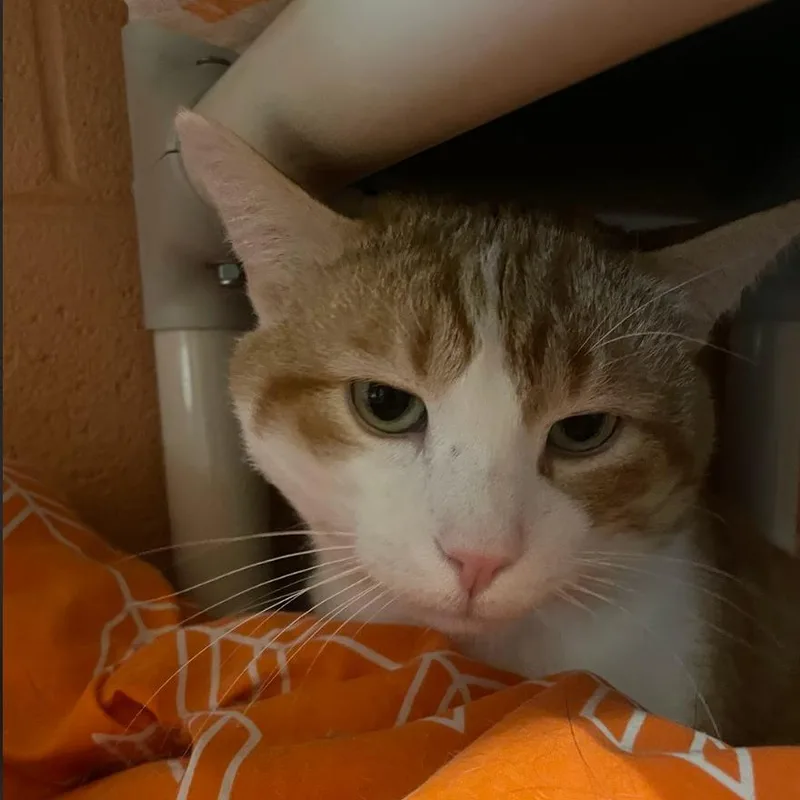 Jumbo Gumbo thumbnail 3