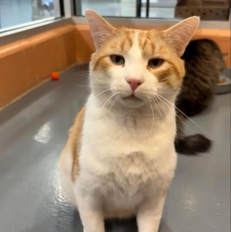 Jumbo Gumbo thumbnail 4