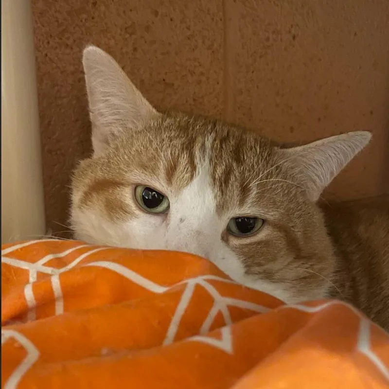 Jumbo Gumbo thumbnail 5