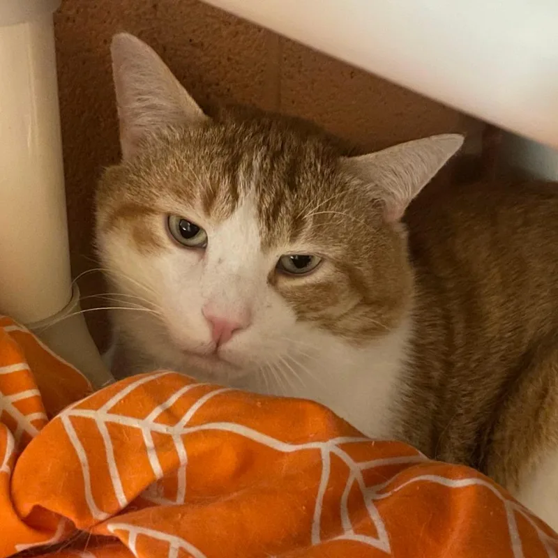 Jumbo Gumbo thumbnail 6