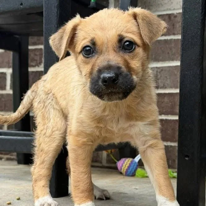 A baby medium-sized male Tricolor (Brown, Black, & White) Mixed Breed dog named Bucky for adoption in Yaphank, NY