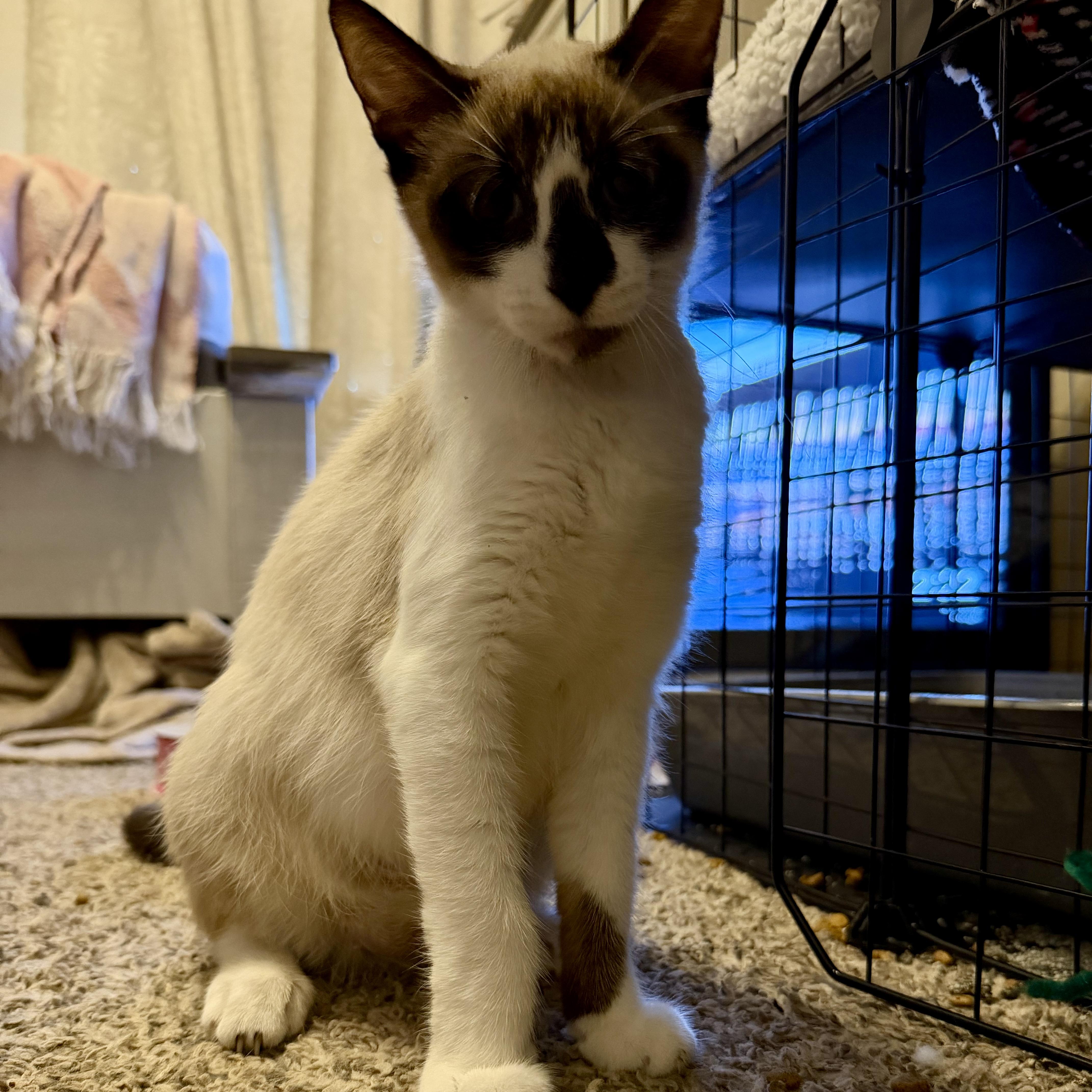 A young medium-sized female Brown / Chocolate Snowshoe cat named Chai for adoption in Liverpool, TX