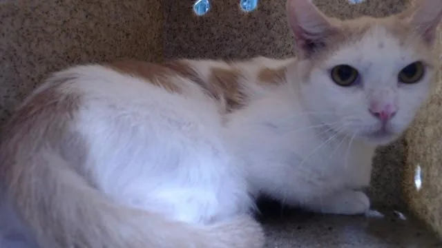 A young medium-sized female Domestic Short Hair cat named Miss Ohio for adoption in Downey, CA