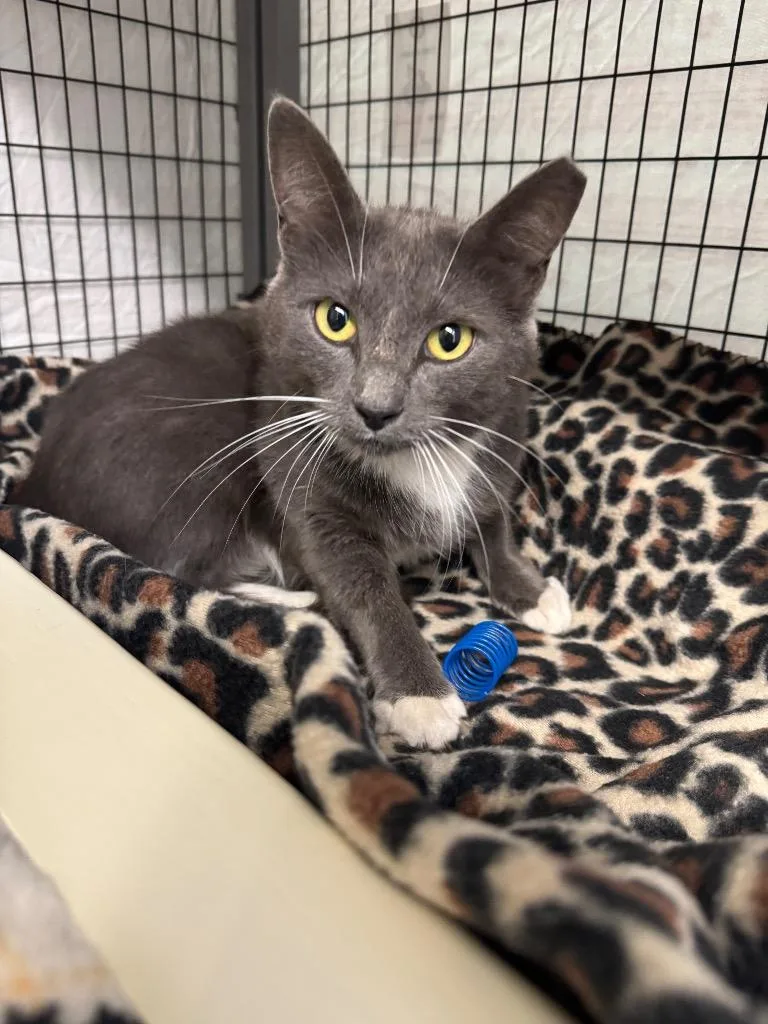 A young large-sized female Domestic Short Hair cat named Storm for adoption in Grants Pass, OR