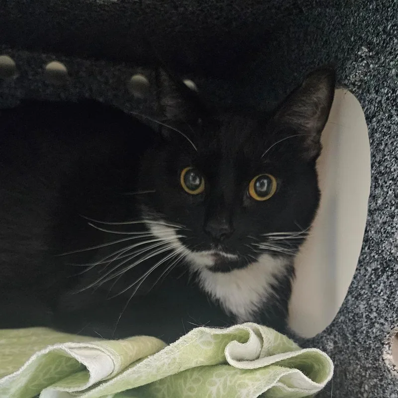 A senior large-sized female Black Domestic Short Hair cat named Heidi for adoption in Birdsboro, PA
