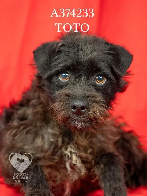 A young small-sized male Terrier dog named Toto for adoption in Stockton, CA