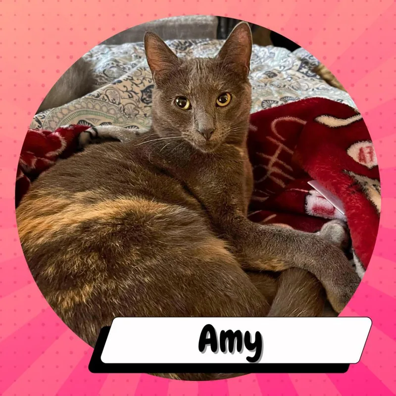 An adult medium-sized female Gray / Blue / Silver American Shorthair cat named Amy Farrah Fowler for adoption in Suisun City, CA
