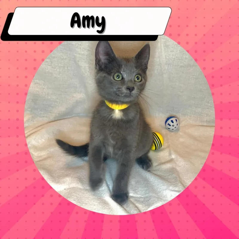 Amy Farrah Fowler thumbnail 5