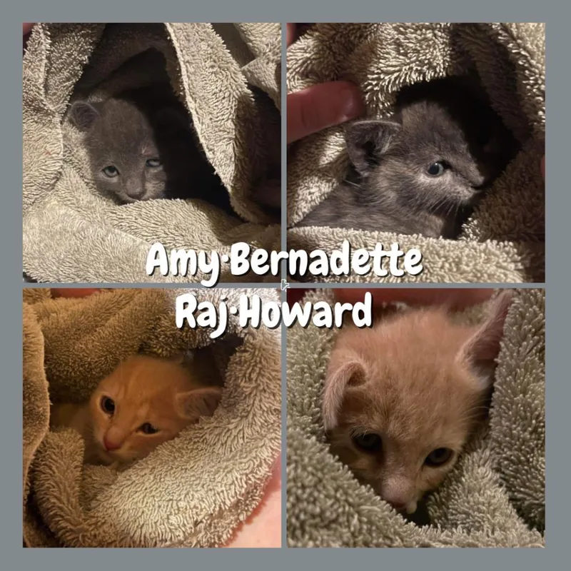 Amy Farrah Fowler thumbnail 6