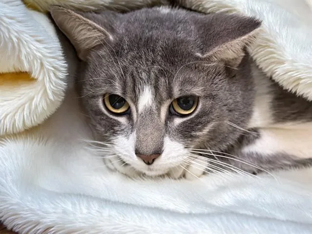 An adult medium-sized male Domestic Short Hair cat named Bunny for adoption in Fort Lauderdale, FL