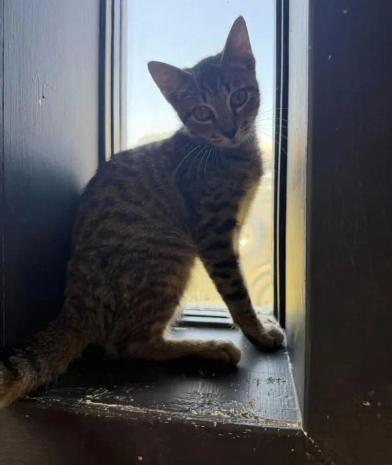 A young medium-sized male Tabby (Buff / Tan / Fawn) Domestic Short Hair cat named Mister for adoption in Vicksburg, MS
