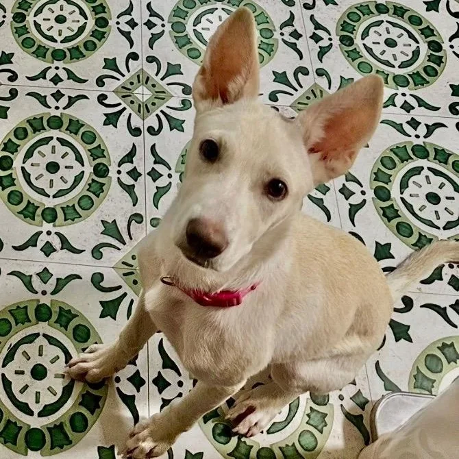 A young medium-sized female White / Cream Terrier dog named Sugar Pie for adoption in CORPUS CHRISTI, TX