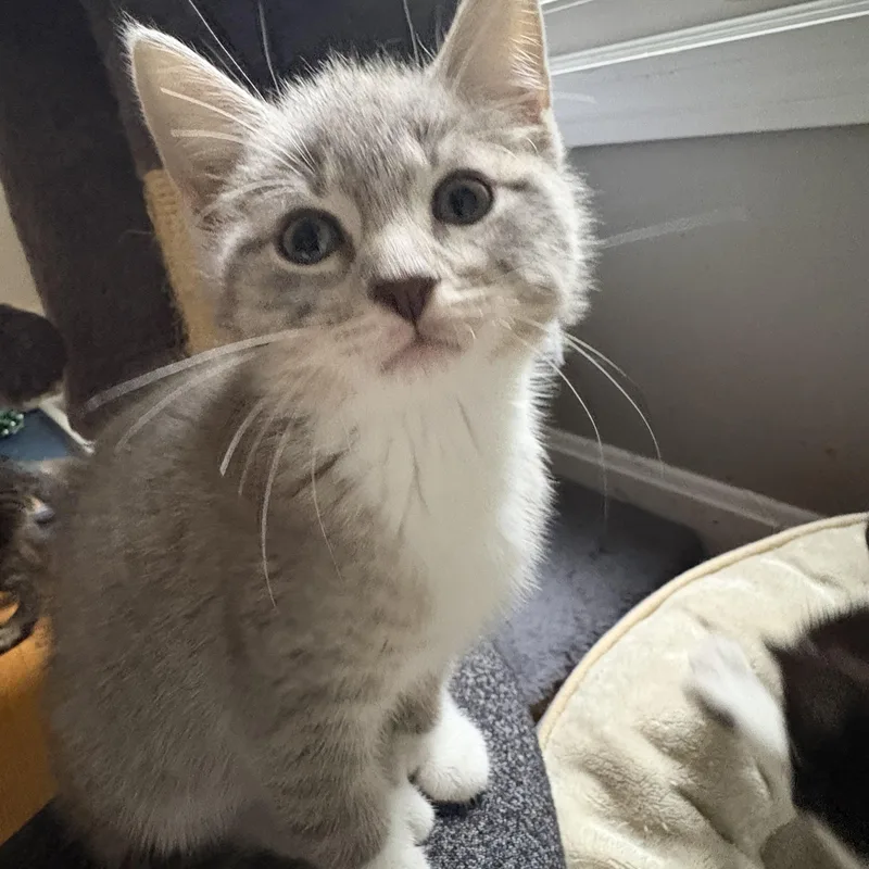 A baby medium-sized female Gray / Blue / Silver American Shorthair cat named Iris for adoption in North Kingstown, RI
