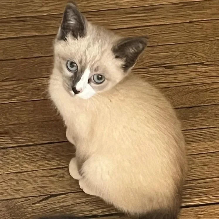 A baby small-sized male Gray / Blue / Silver Siamese cat named Cecil for adoption in Kittanning, PA