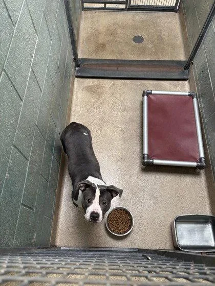 A young large-sized female Pit Bull Terrier dog named Pacifica for adoption in Oakland, CA