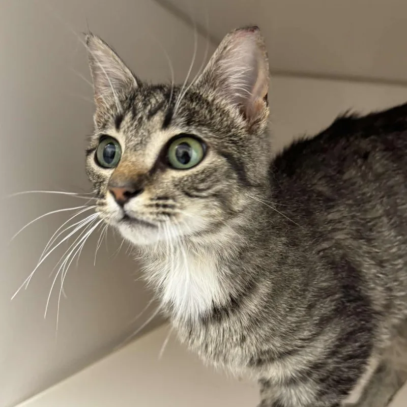 A young small-sized female Gray / Blue / Silver Domestic Short Hair cat named Pearla for adoption in Rocky Mount, VA