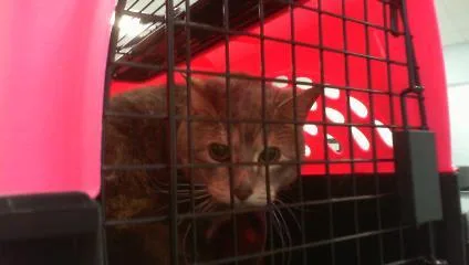 An adult small-sized male Domestic Short Hair cat named Levi for adoption in Charlotte, NC